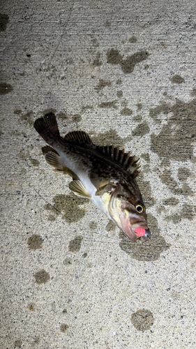クロソイの釣果