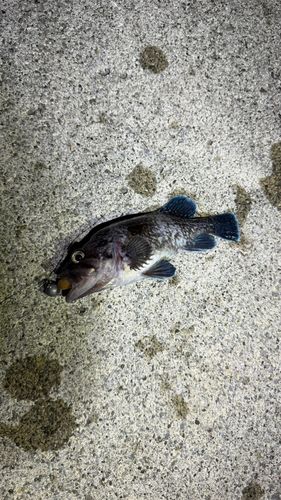 マゾイの釣果