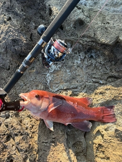 コブダイの釣果