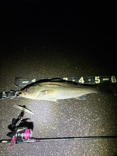 シーバスの釣果