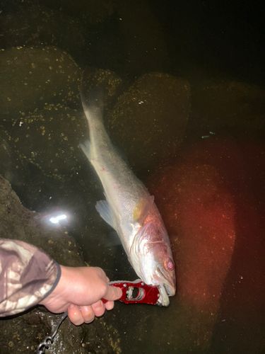 スズキの釣果