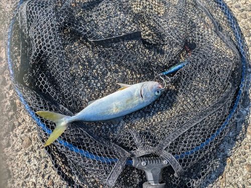 コゾクラの釣果