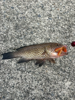 オオモンハタの釣果
