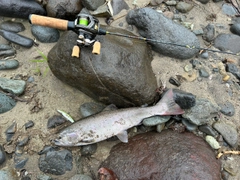 サクラマスの釣果