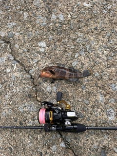 アオハタの釣果