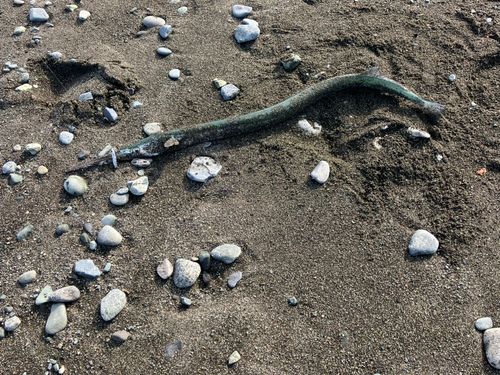 ダツの釣果