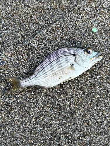 ヘダイの釣果