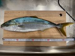 イナダの釣果