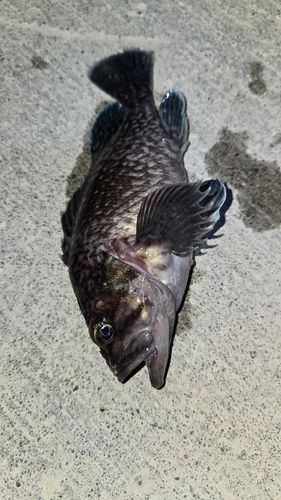 ソイの釣果