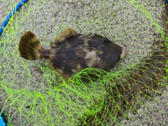 カワハギの釣果