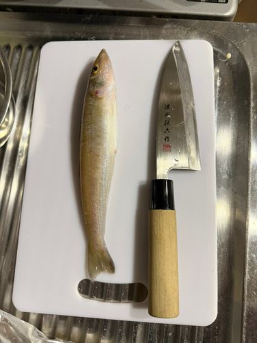 シロギスの釣果