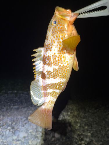 キジハタの釣果