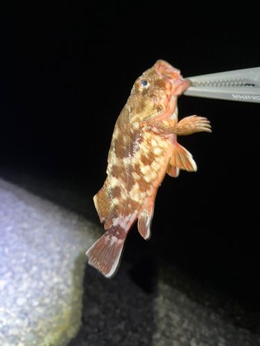 カサゴの釣果