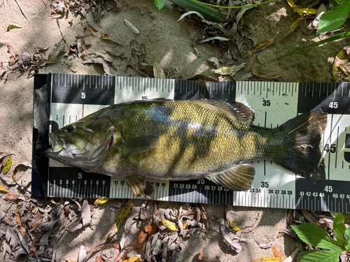 スモールマウスバスの釣果