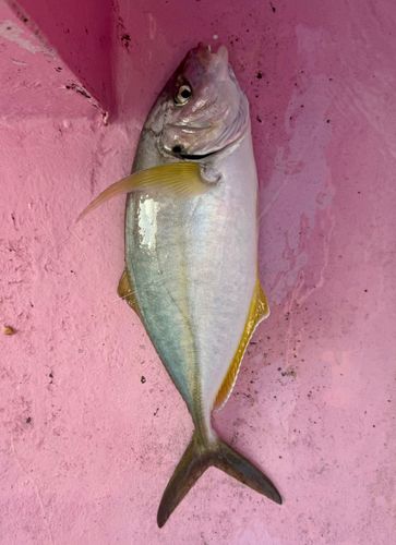 シマアジの釣果