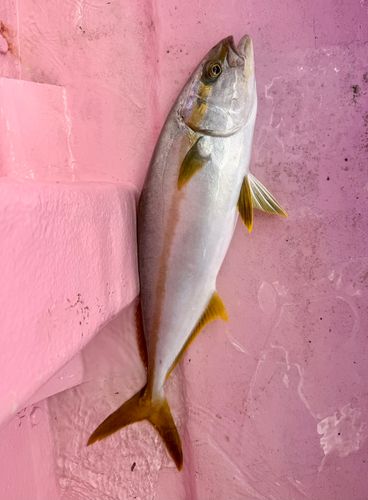 ヒラマサの釣果
