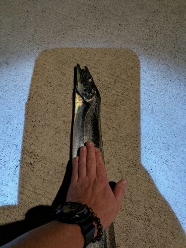 タチウオの釣果