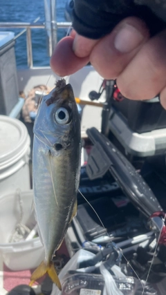 マルアジの釣果