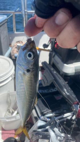 マルアジの釣果
