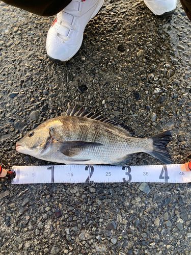 クロダイの釣果