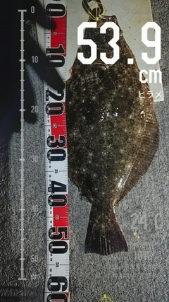 ヒラメの釣果