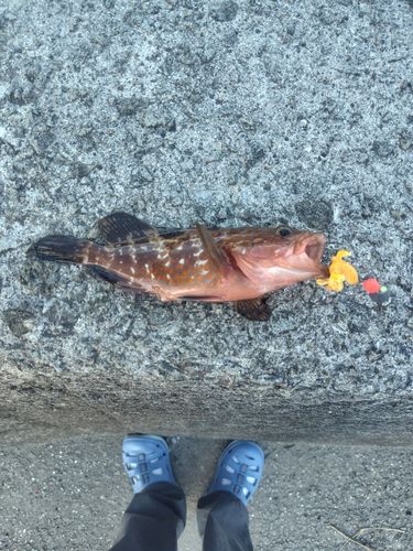 アコウの釣果