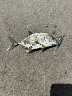 メッキの釣果