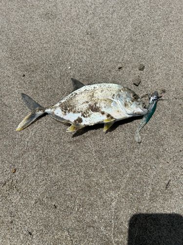 メッキの釣果