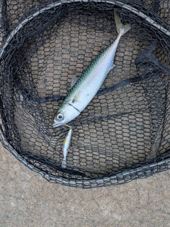 マサバの釣果