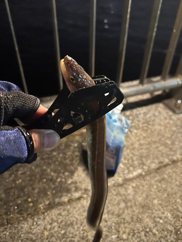 マアナゴの釣果