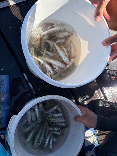 シロギスの釣果
