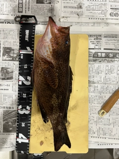 オオモンハタの釣果