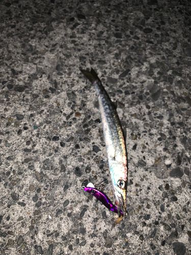 カマスの釣果