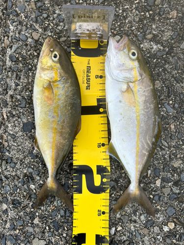 シオの釣果