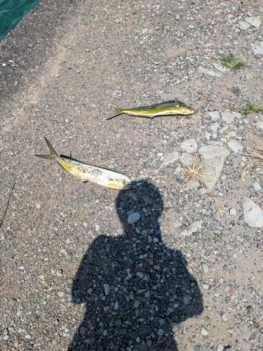 シイラの釣果