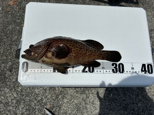 オオモンハタの釣果
