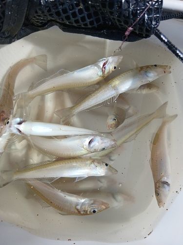 シロギスの釣果