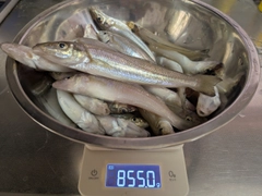 キスの釣果