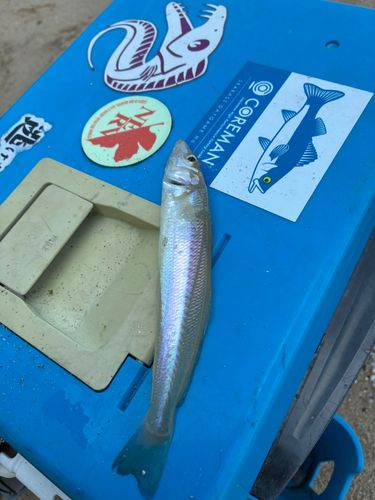 シロギスの釣果