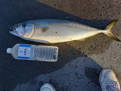 ブリの釣果