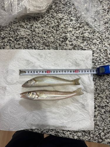 キスの釣果