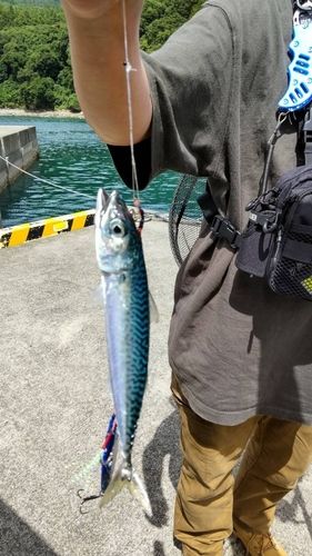 サバの釣果