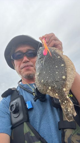 カレイの釣果