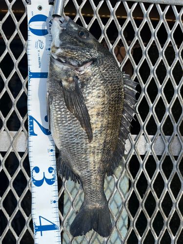 クロダイの釣果