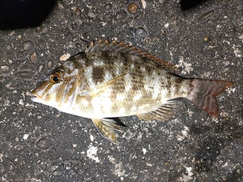 ハマフエフキの釣果