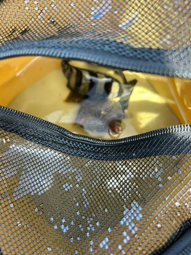 サンバソウの釣果