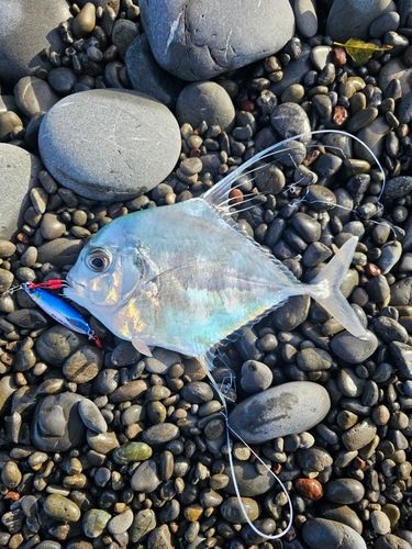イトヒキアジの釣果