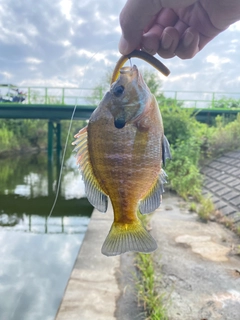 ブルーギルの釣果