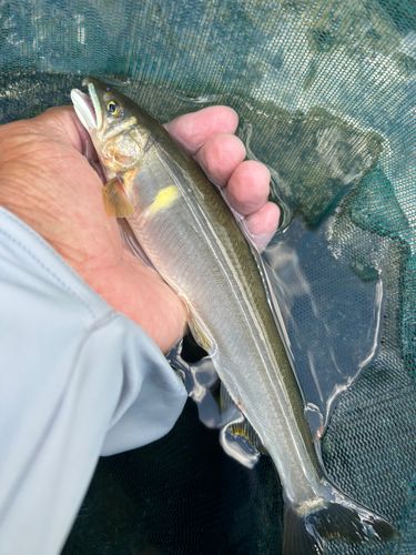 アユの釣果