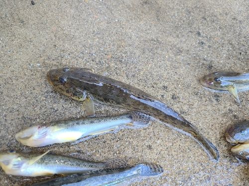 マハゼの釣果